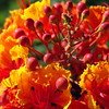 SmugMug > keywords > flower > flowers (part 2) photo